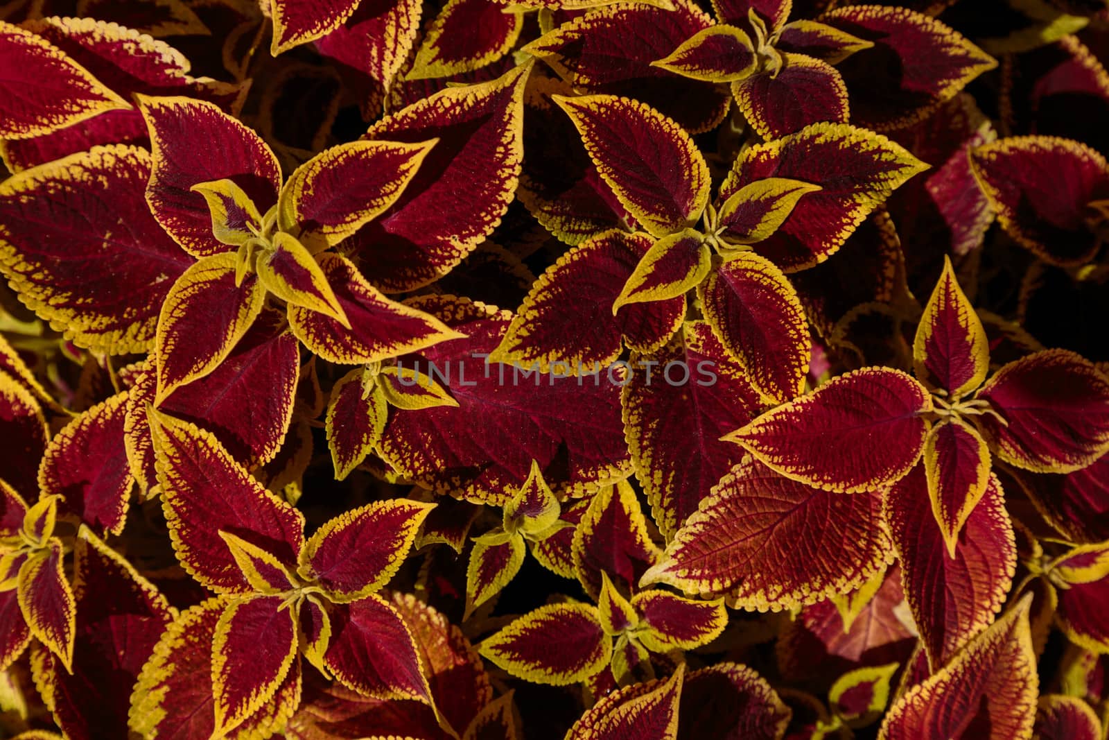 Decorative lawn leaves, Creative layout made of red and yellow foliage, abstract nature background