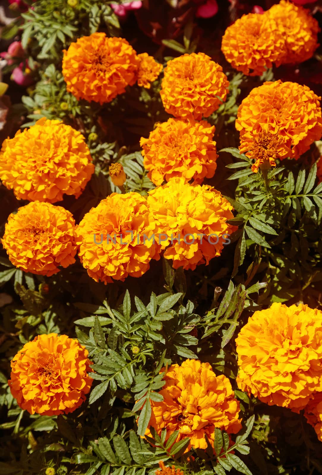 Decorative lawn flowers, Creative layout made of flowers, abstract nature background