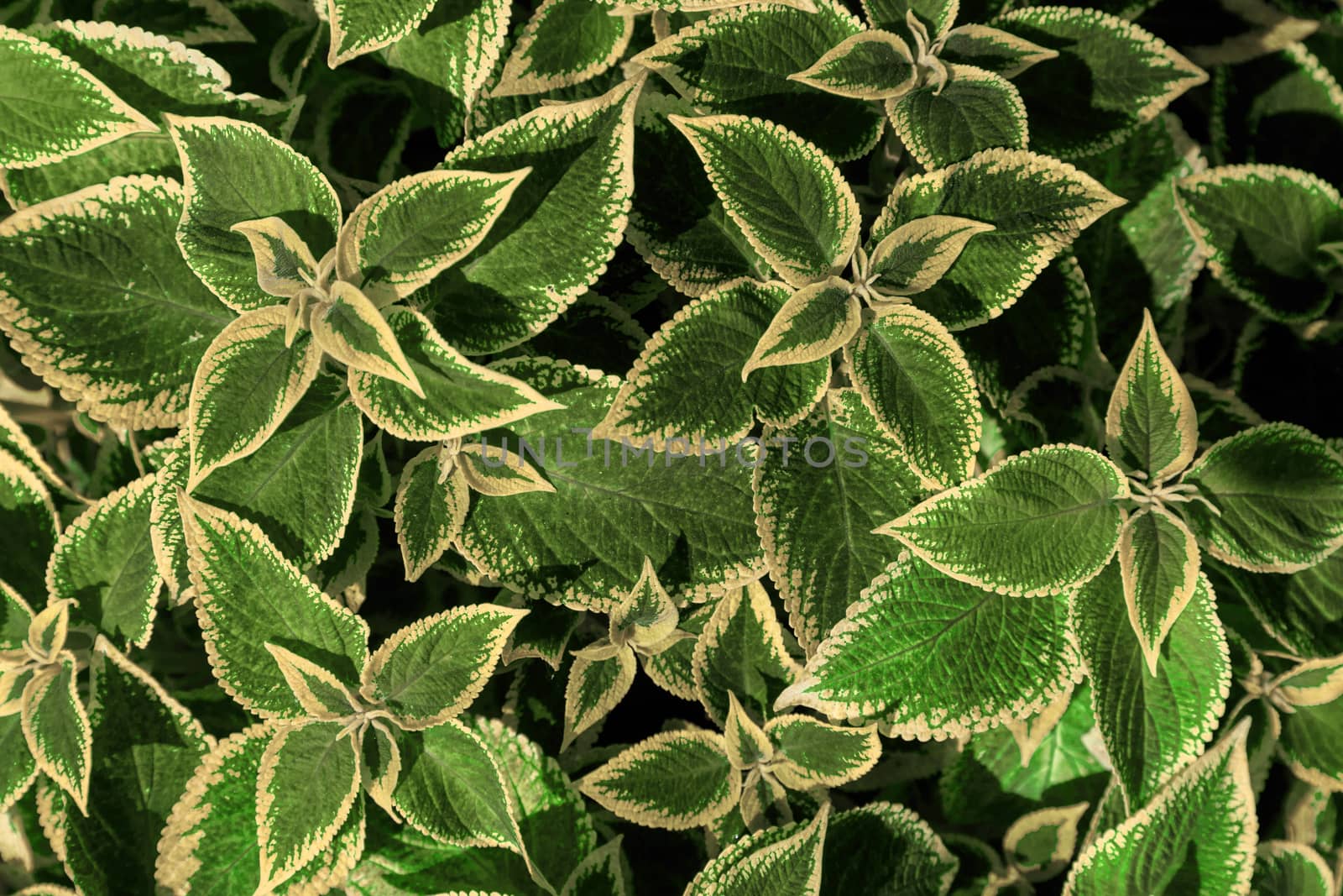 Decorative lawn leaves, green foliage, abstract nature background by galinasharapova