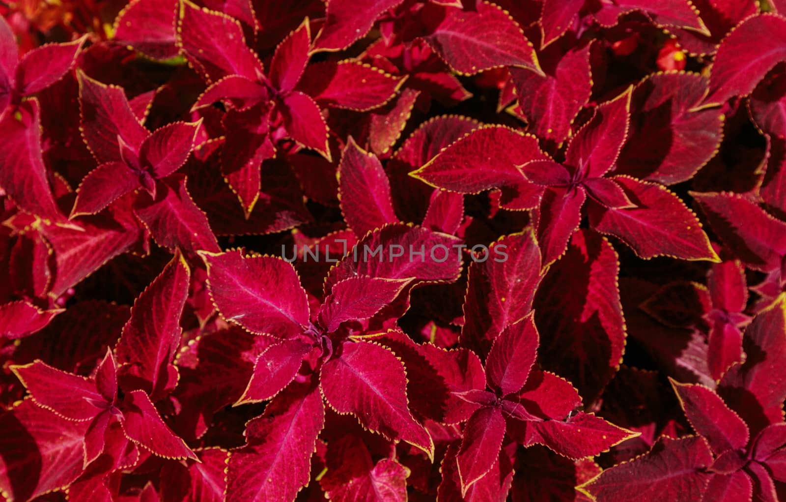 Decorative lawn leaves, Creative layout made of red foliage, abstract nature background