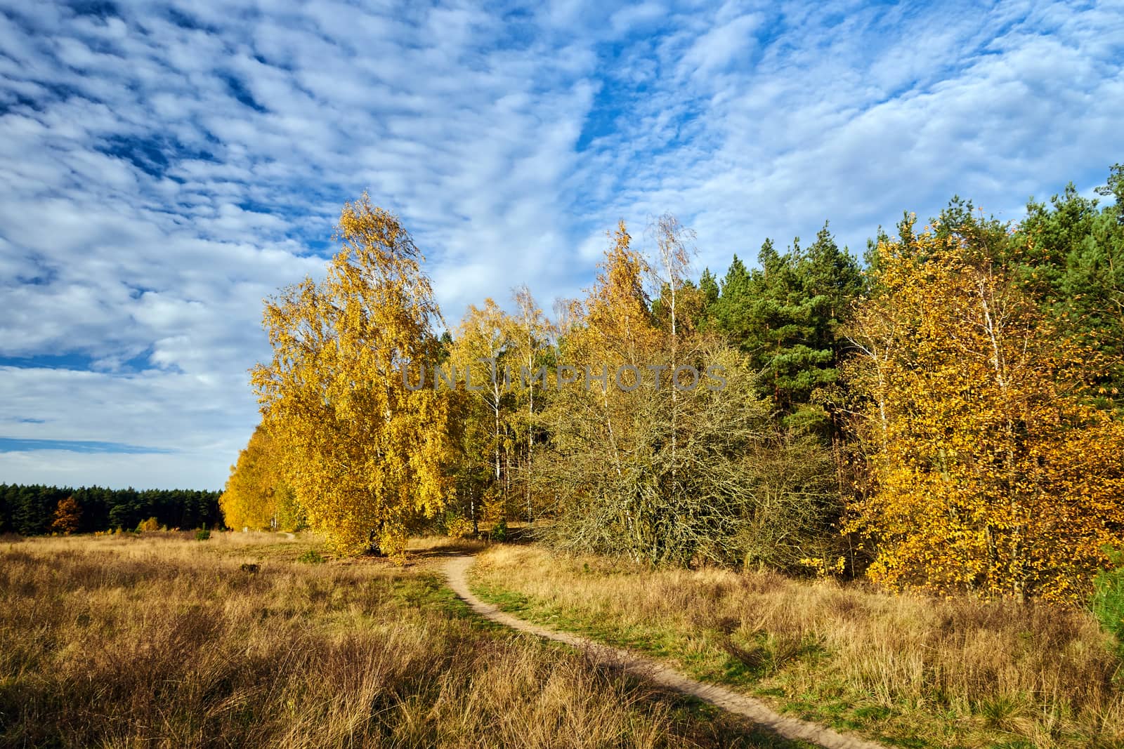 path in the meadow and birch grove during autumn by gkordus