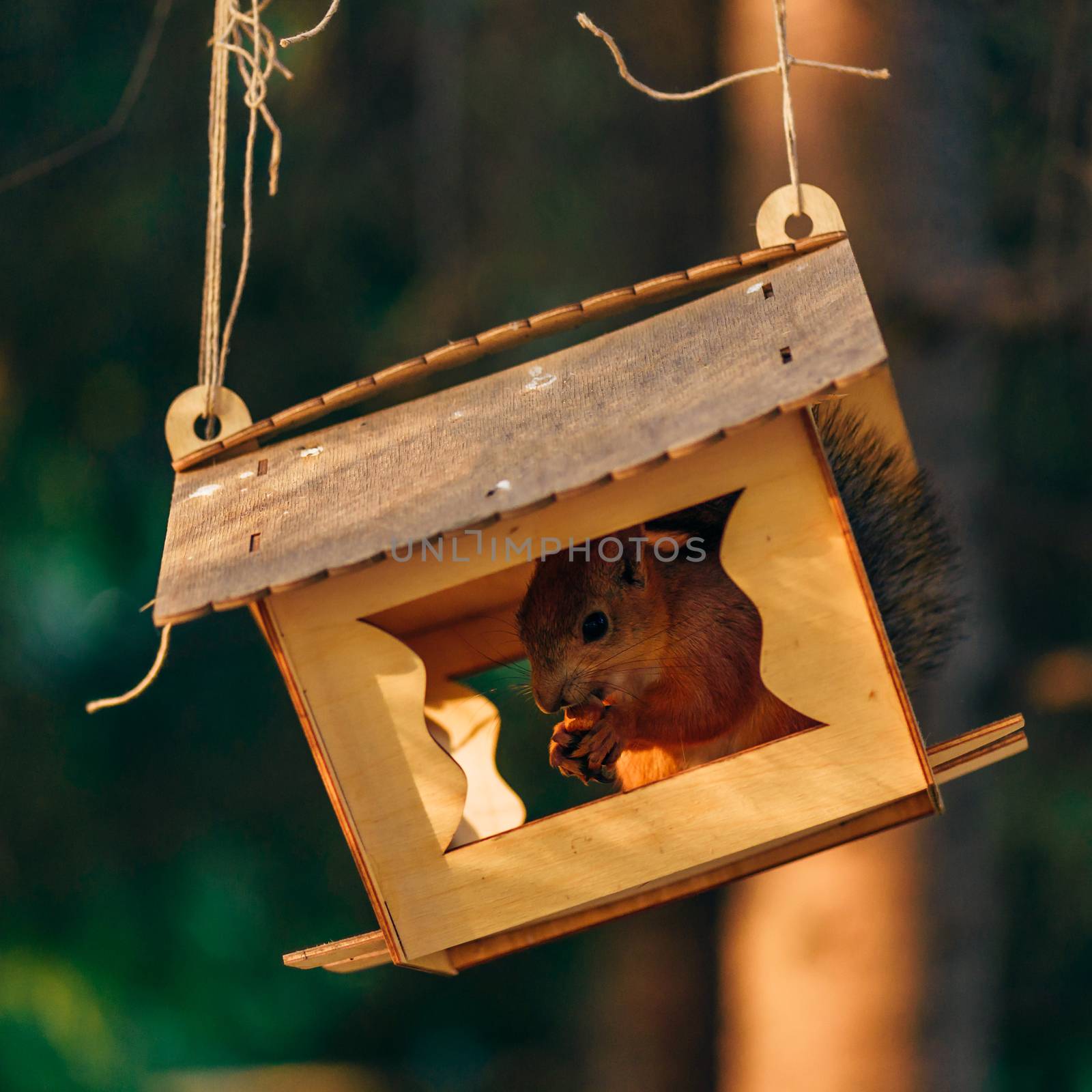 Red squirrel eats nuts in handmade feeder in city park.