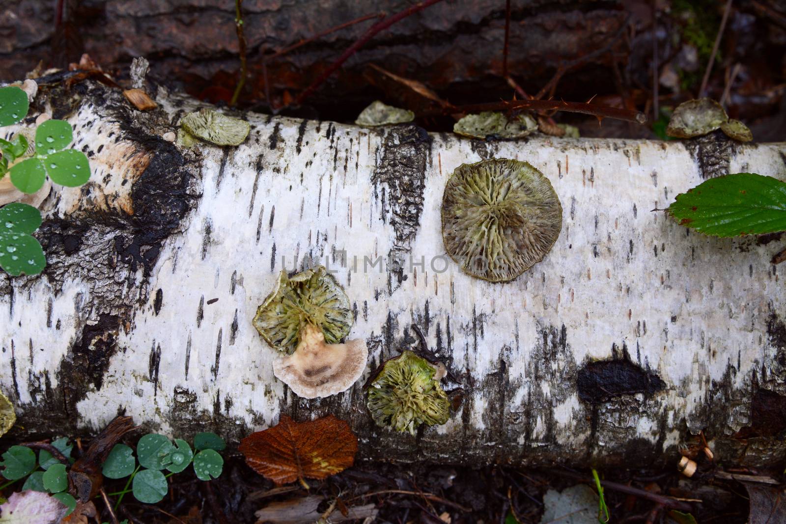 Round discs of bracket fungus on a fallen silver birch log by sarahdoow