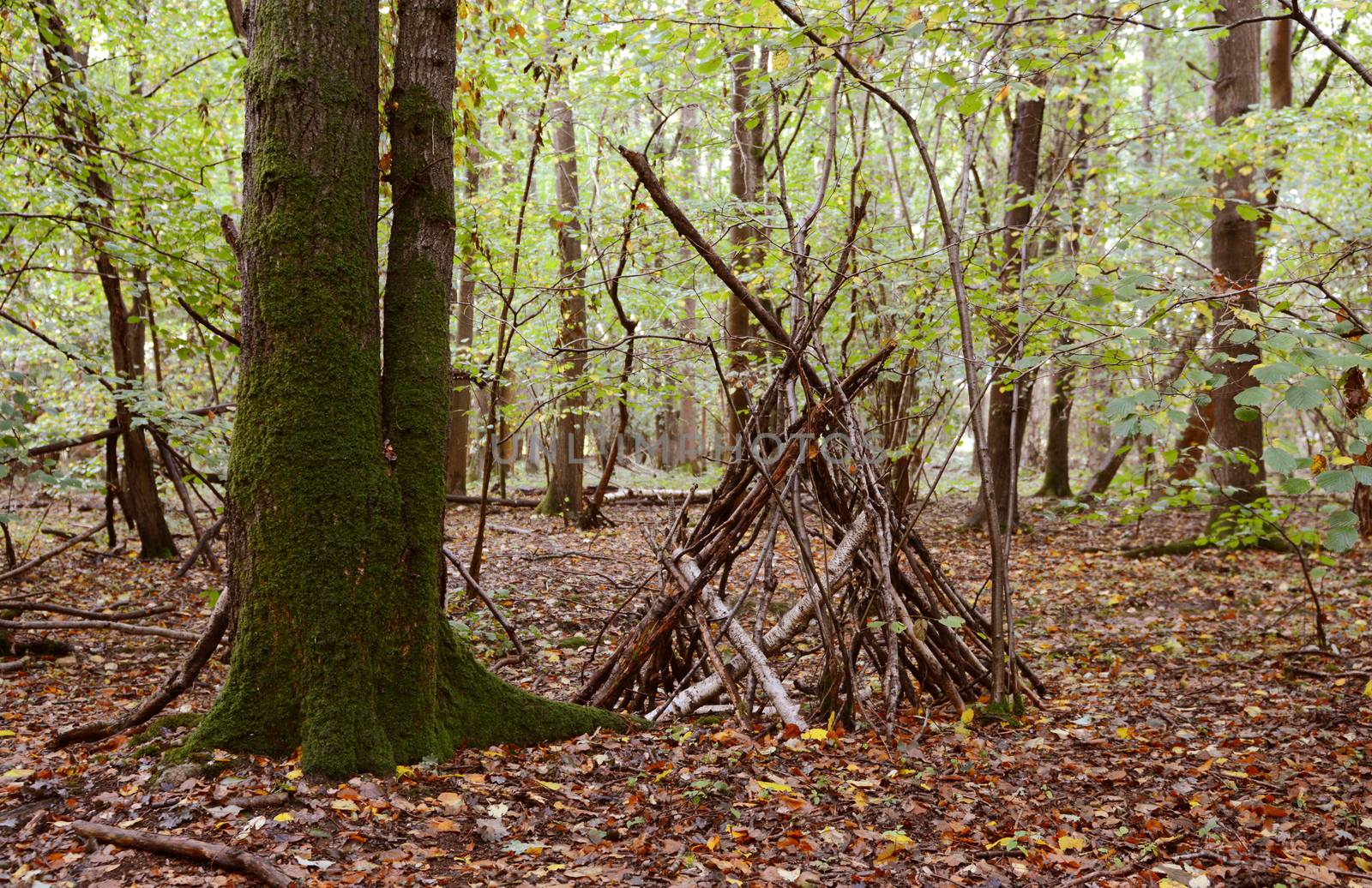 Improvised wigwam shelter built from fallen branches  by sarahdoow