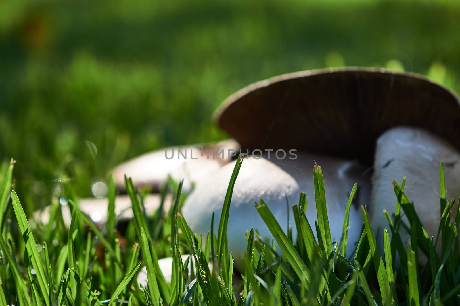 wild mushrooms by SoniaKarelitz