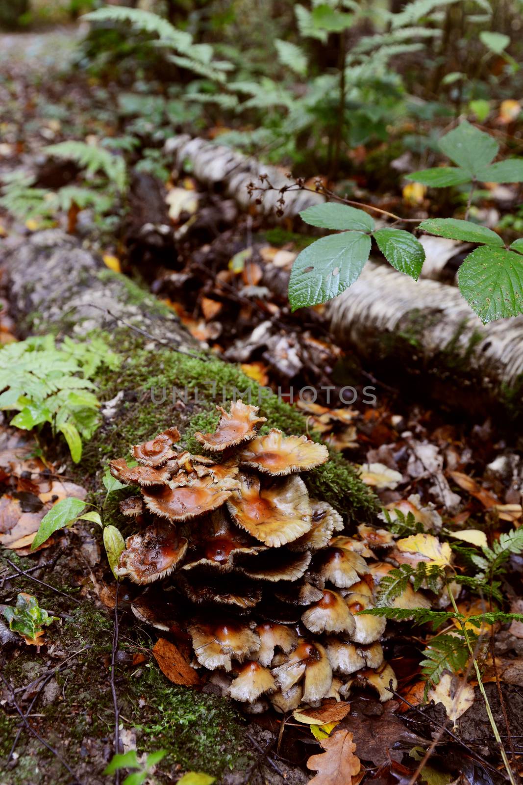 Patch of brown toadstools growing on a rotting log  by sarahdoow