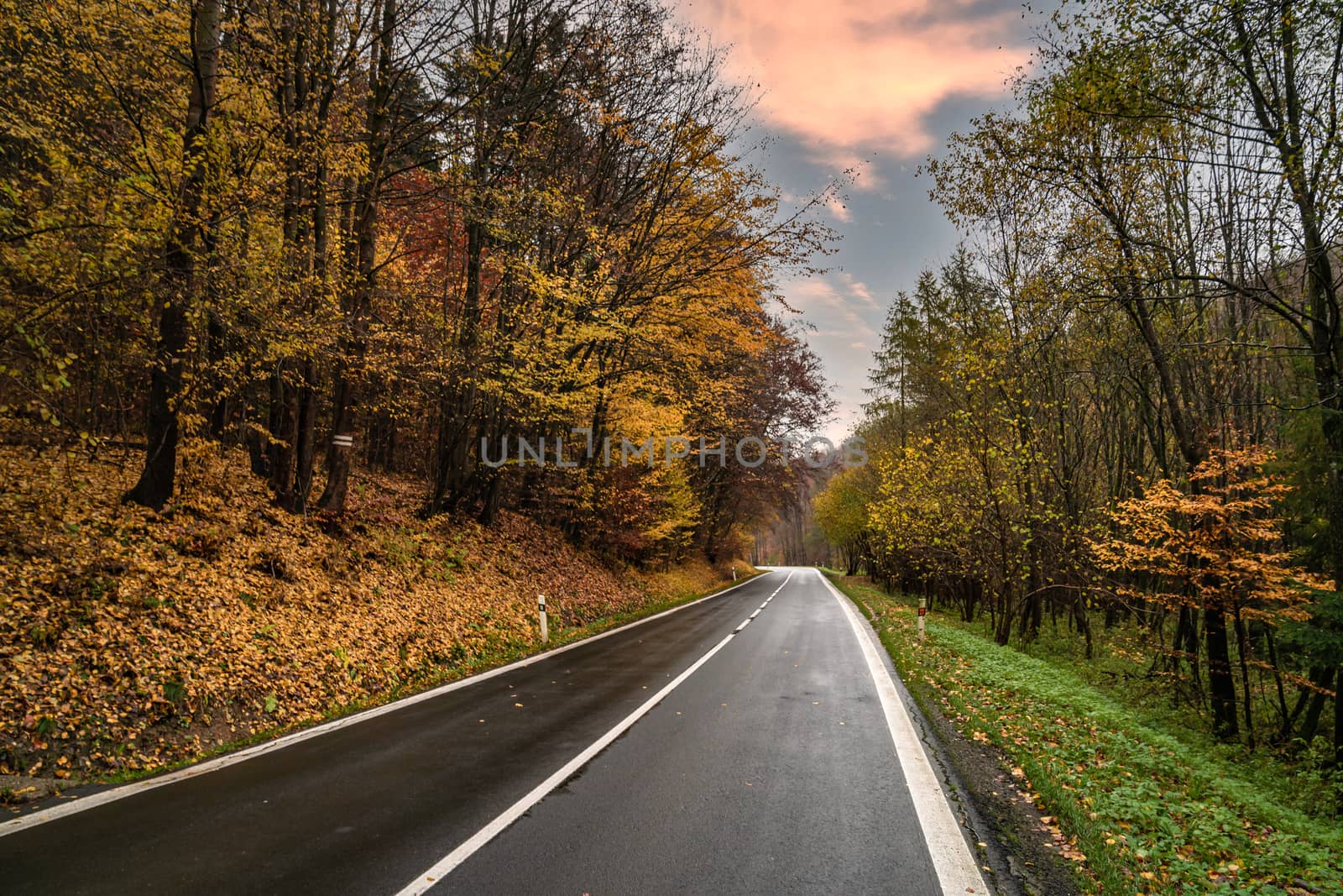 road for cars in the autumn forest by Edophoto