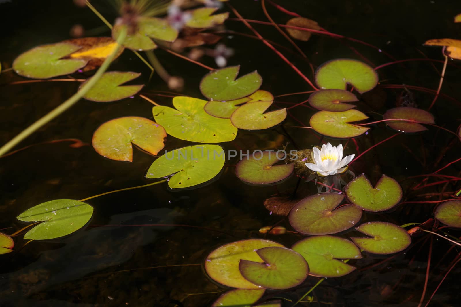 White lotus or lily with yellow pollen on surface of pond.