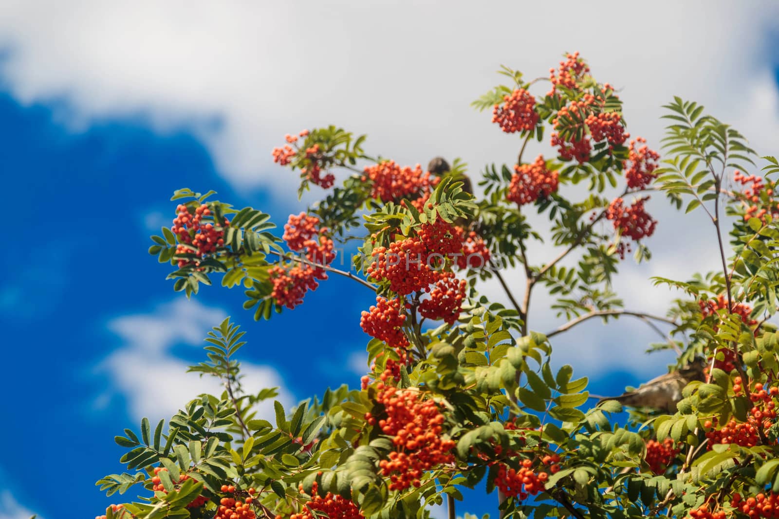 Twigs of rowan tree with bunches red ripe berries against the sky by galinasharapova