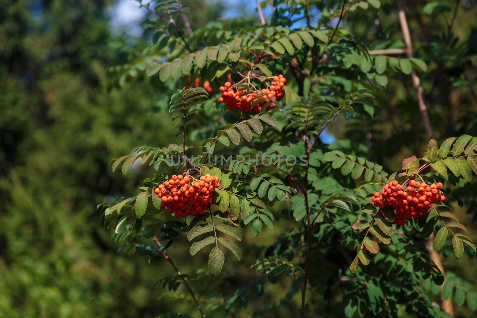 Twigs of rowan tree with bunches red ripe berries on a forest background by galinasharapova