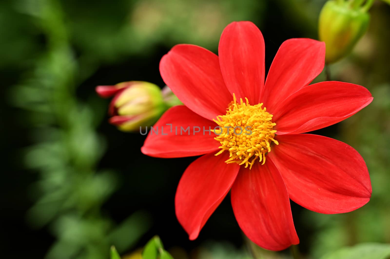 Flower in the garden with large red petals, isolated, close-up