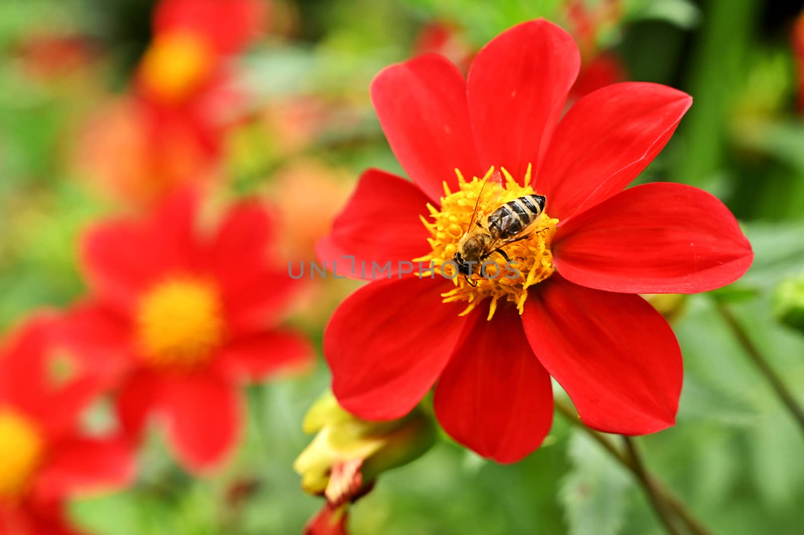 Garden flowers with honey bee on it, isolated, close-up
