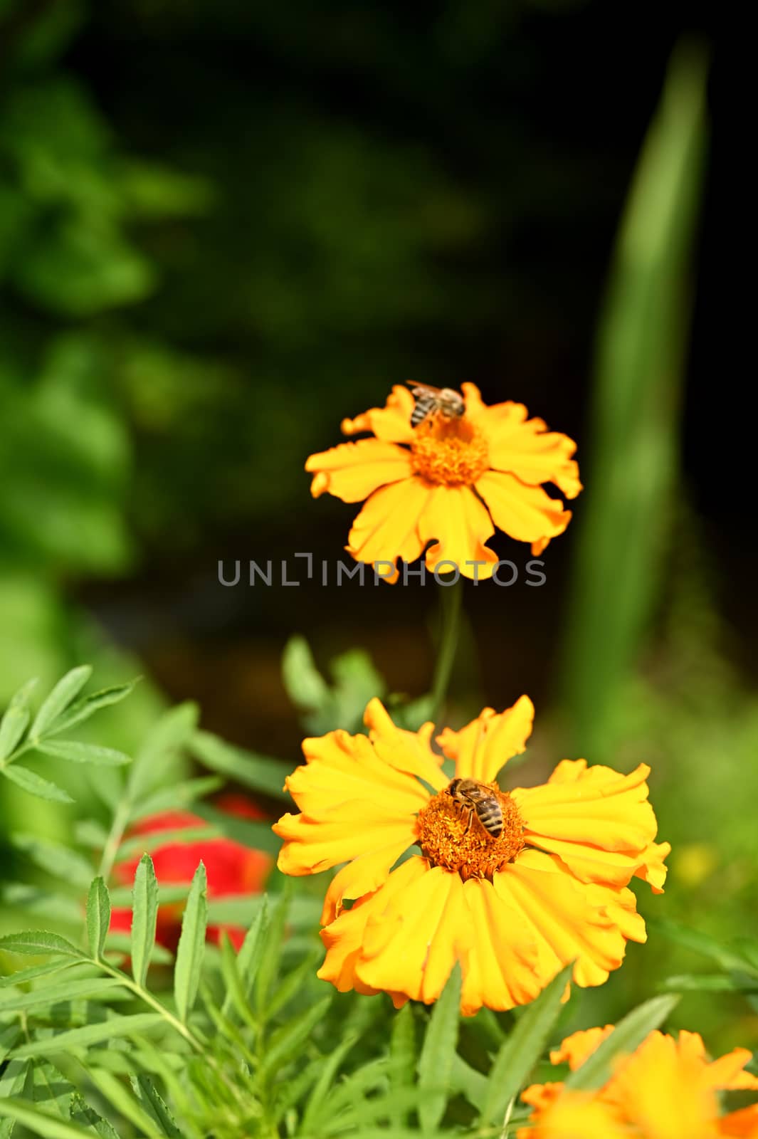 Garden flowers with honey bee on it, isolated, close-up