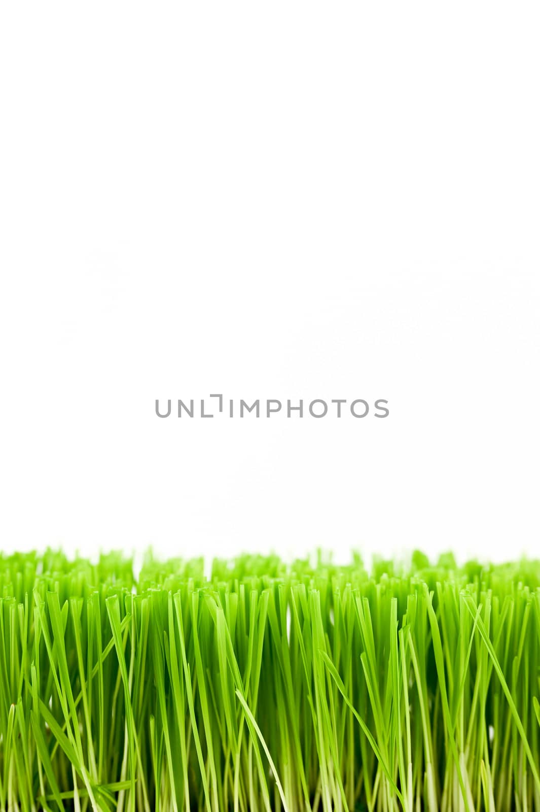 Christmas wheat, grass isolated on white background.