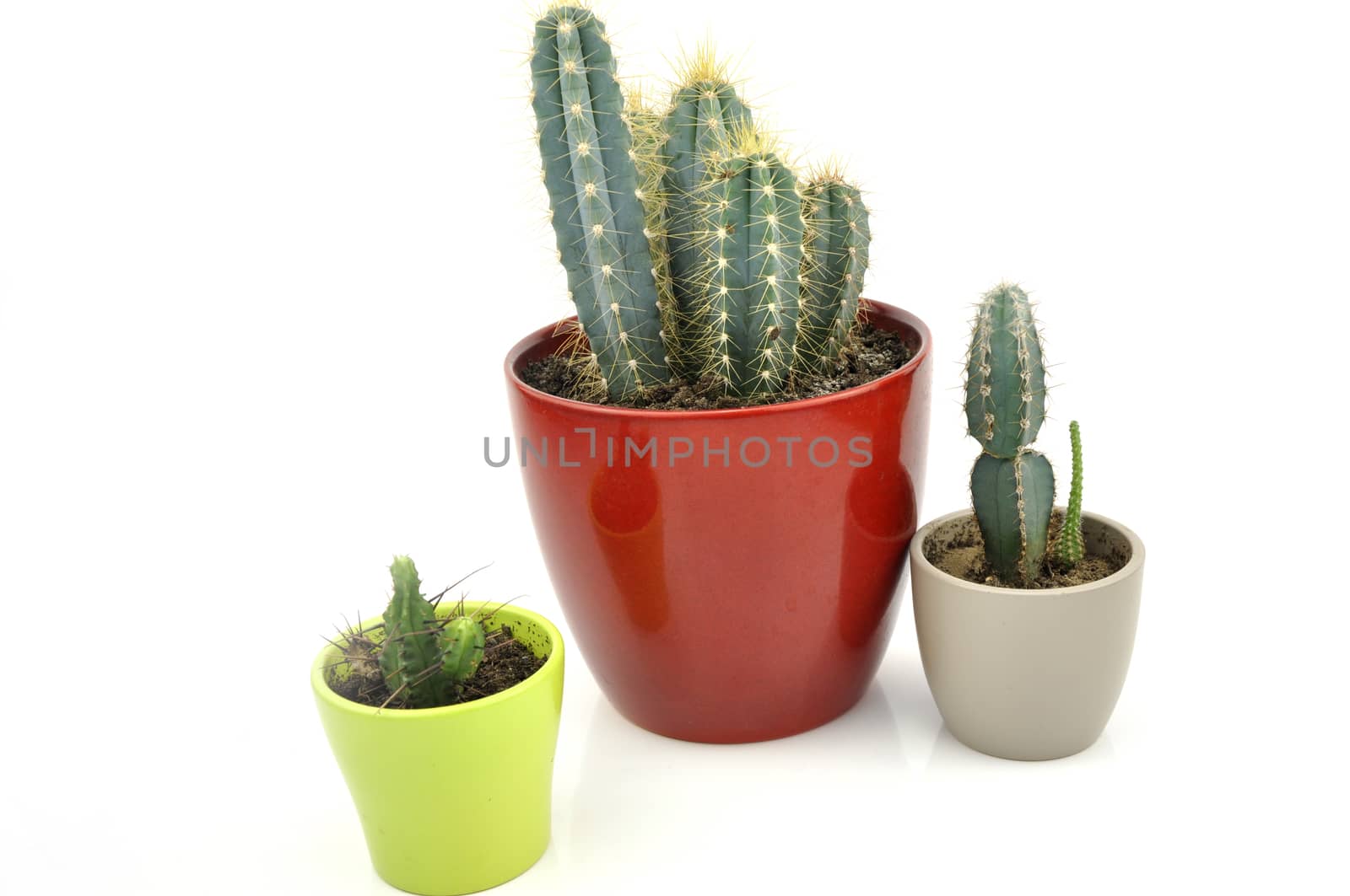 Cactus collection for decoration in pots, isolated on white background with reflection on floor