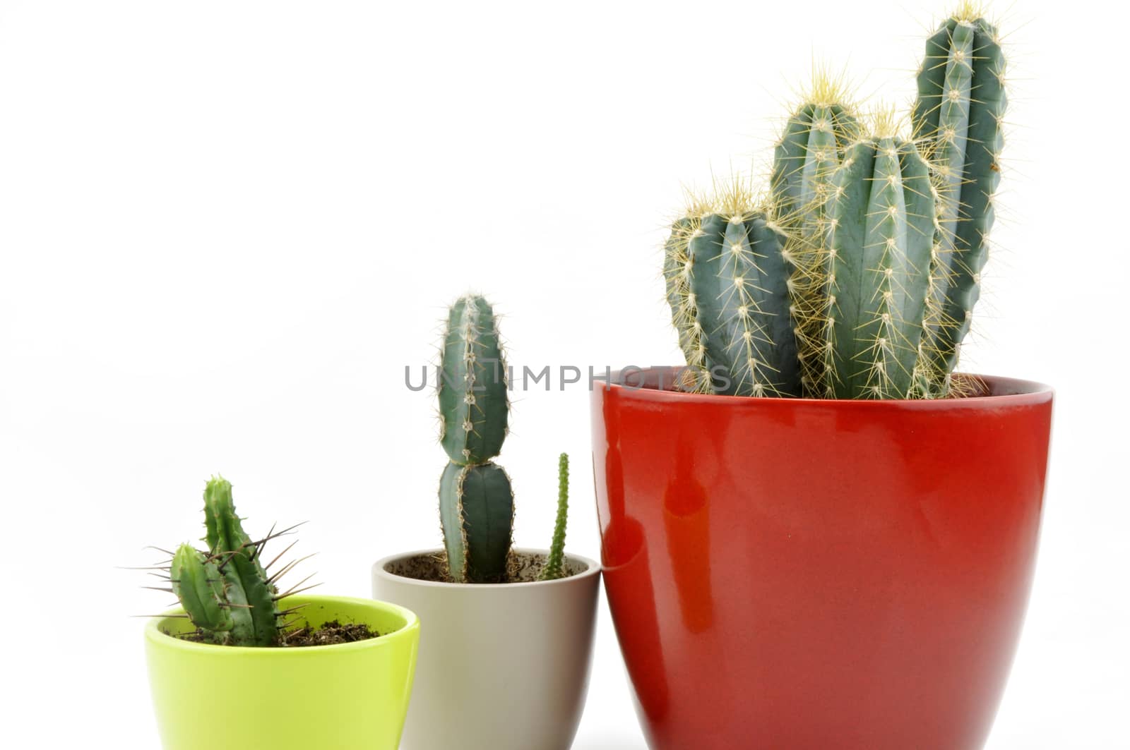 Cactus collection for decoration in pots, isolated on white background with reflection on floor