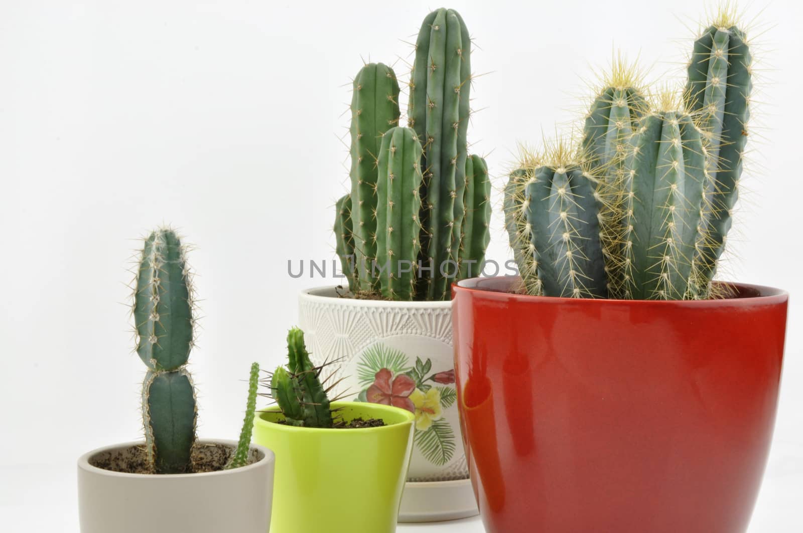 Cactus collection for decoration in pots, isolated on white background with reflection on floor