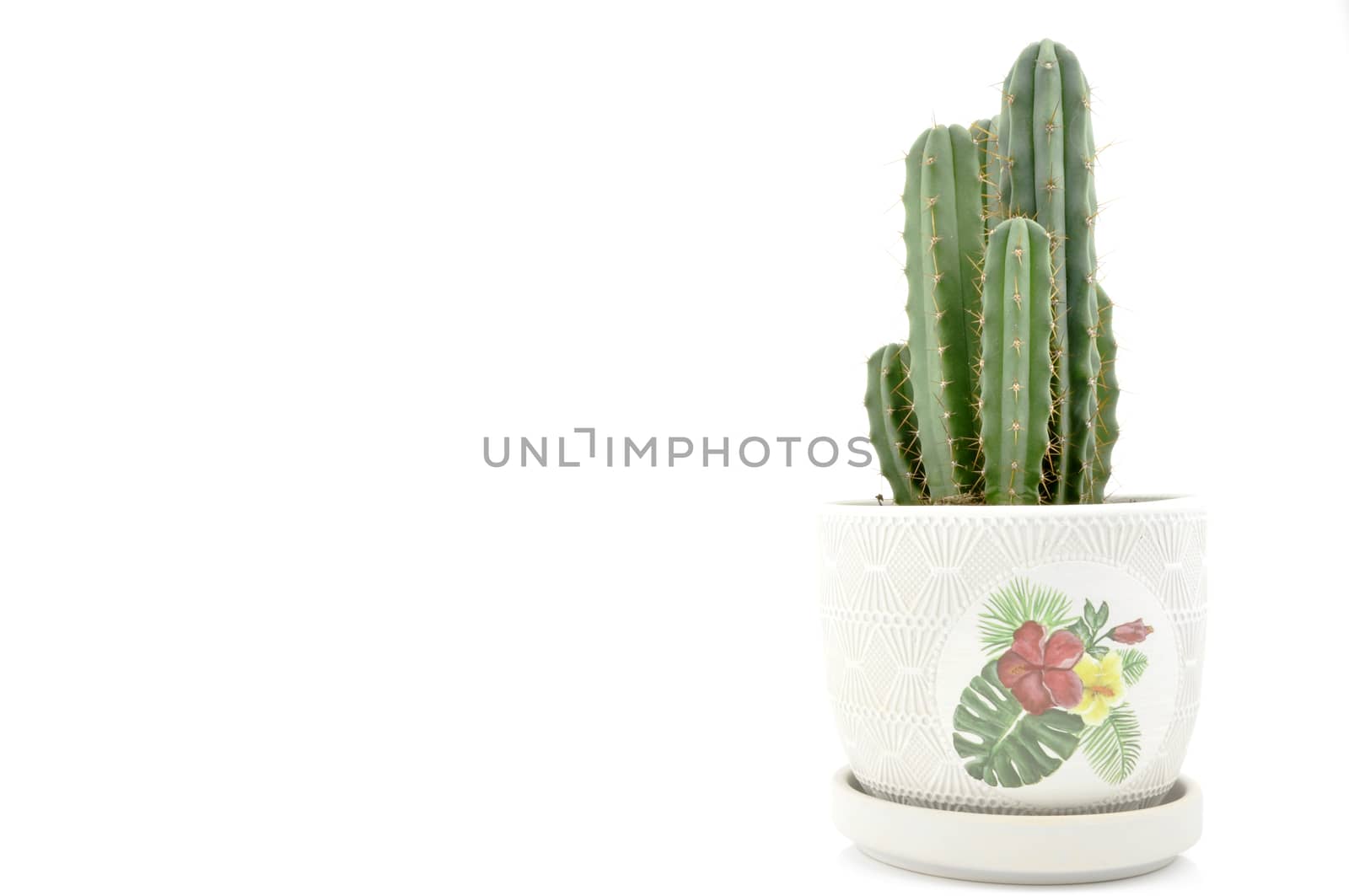 Cactus collection for decoration in pots, isolated on white background with reflection on floor