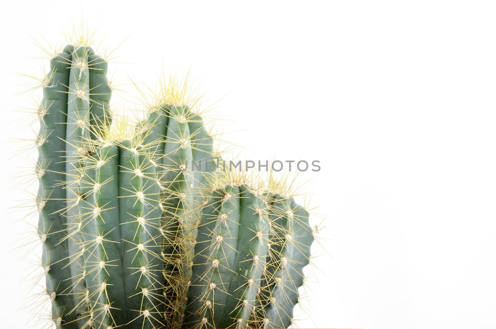 Cactus collection for decoration in pots, isolated on white background with reflection on floor