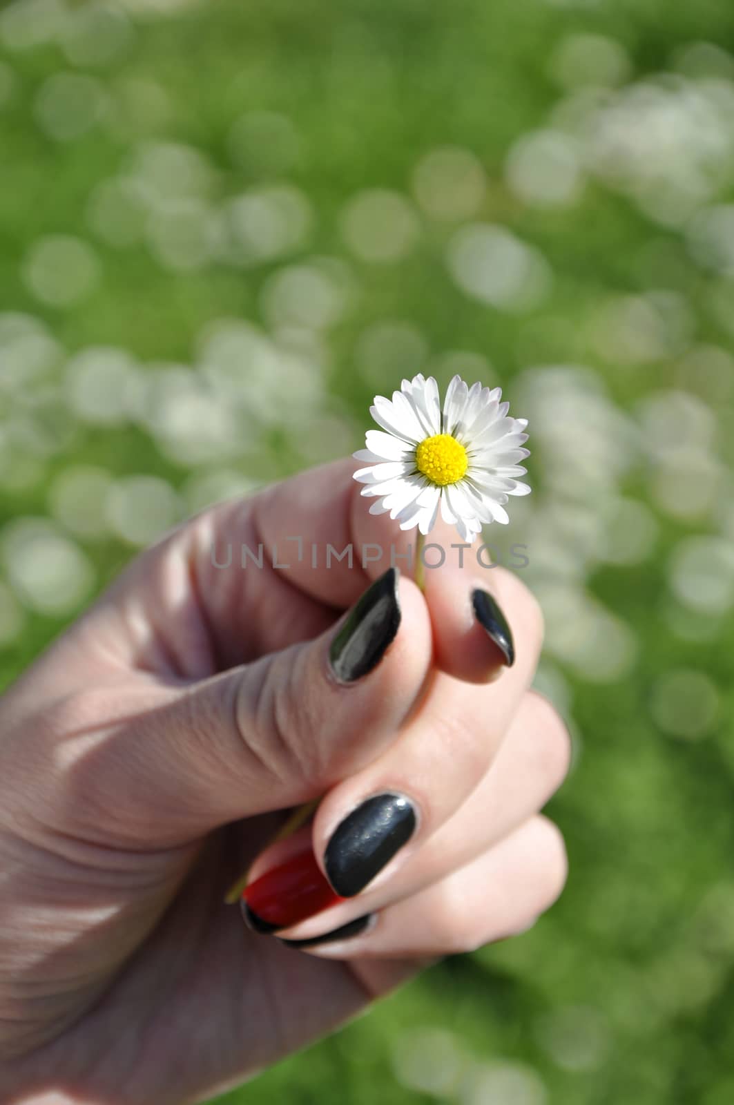 Common white daisy by mixeey