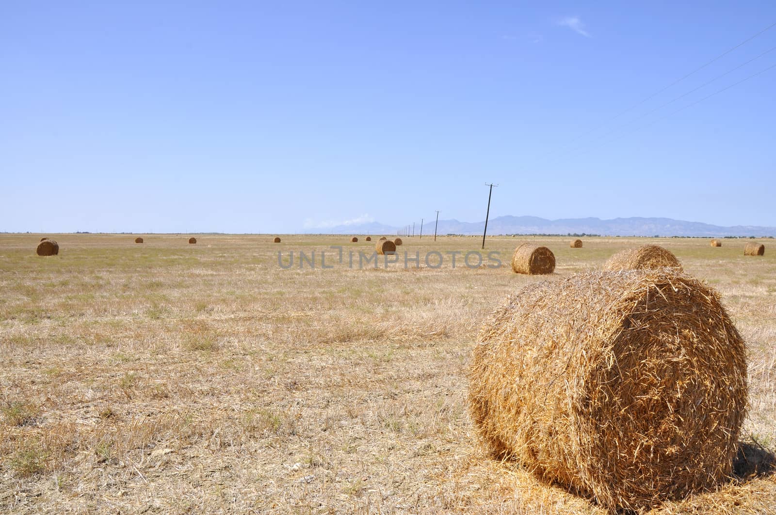 Hay bales on the field after harvest, in the middle of Cyprus