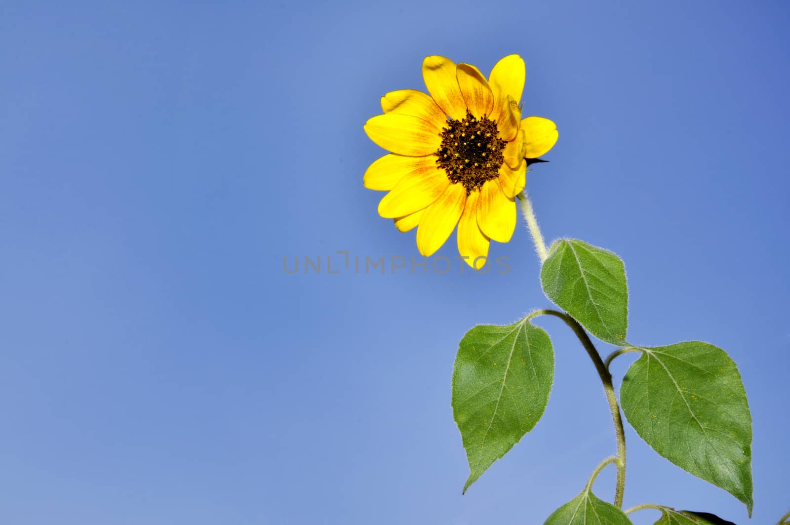 Sunflower by mixeey
