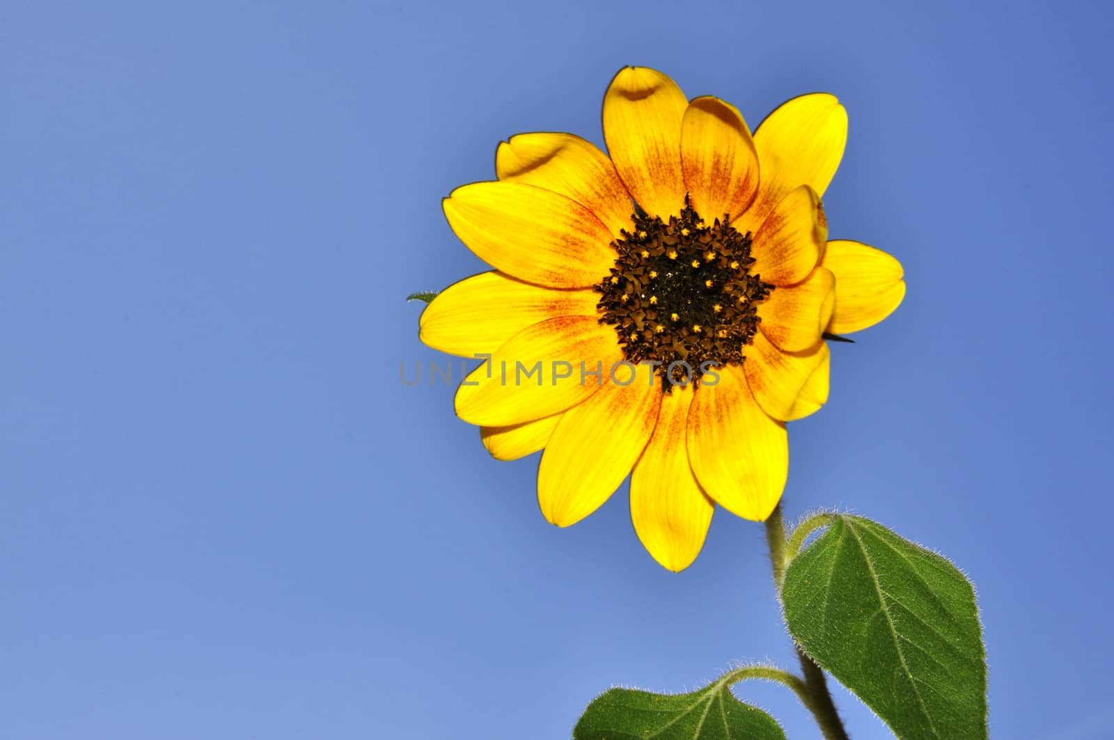 Sunflowers, blooming sunflower on a background blue sky.