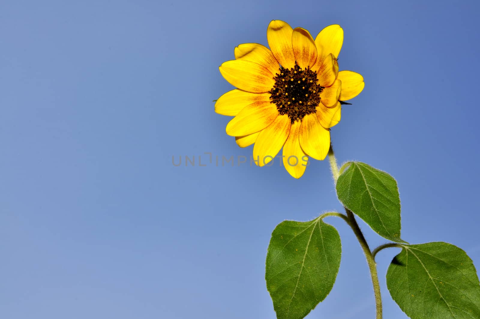 Sunflowers, blooming sunflower on a background blue sky.