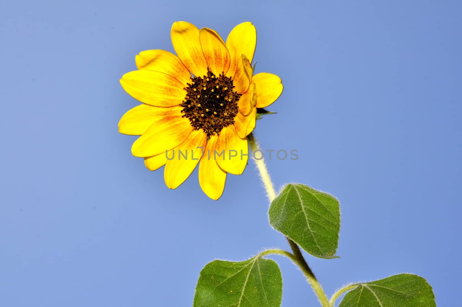 Sunflowers, blooming sunflower on a background blue sky.