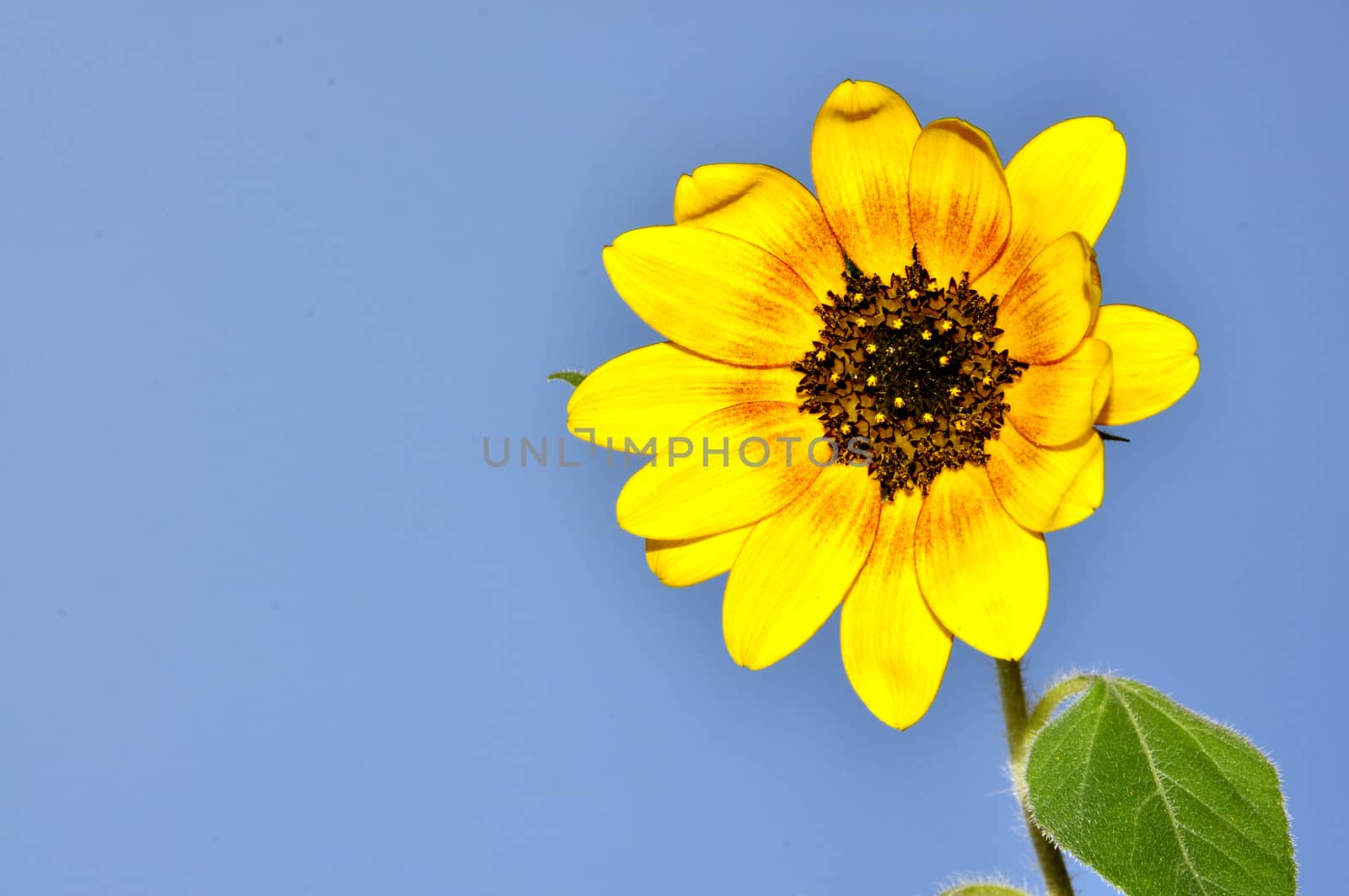 Sunflowers, blooming sunflower on a background blue sky.