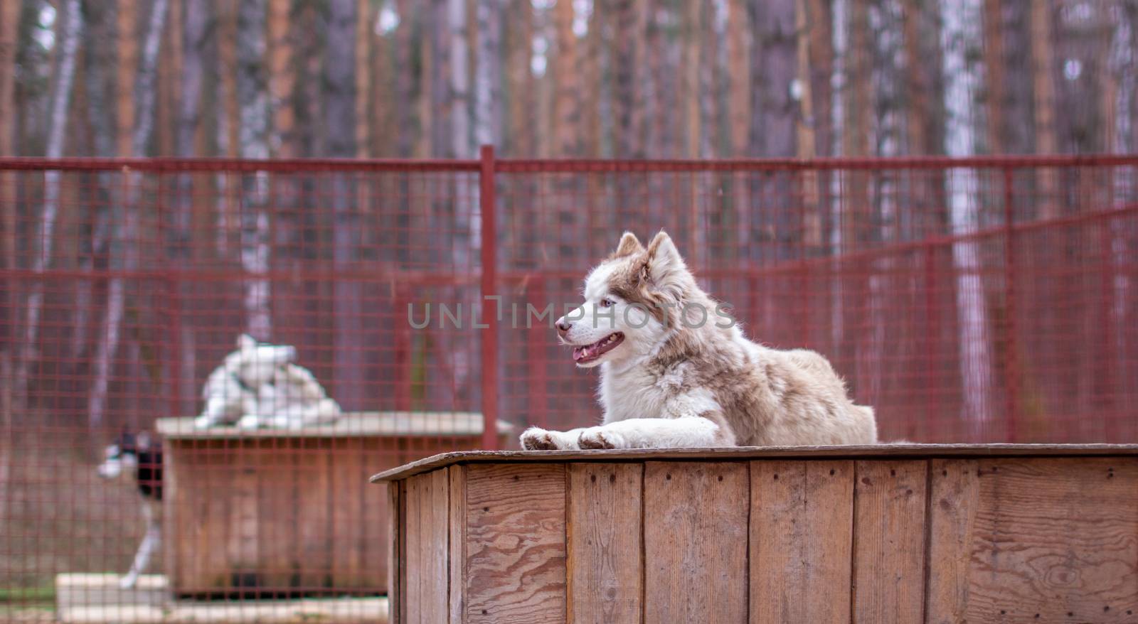 Siberian husky dog lying on a wooden house. The dog is lying, bored and resting. High quality photo