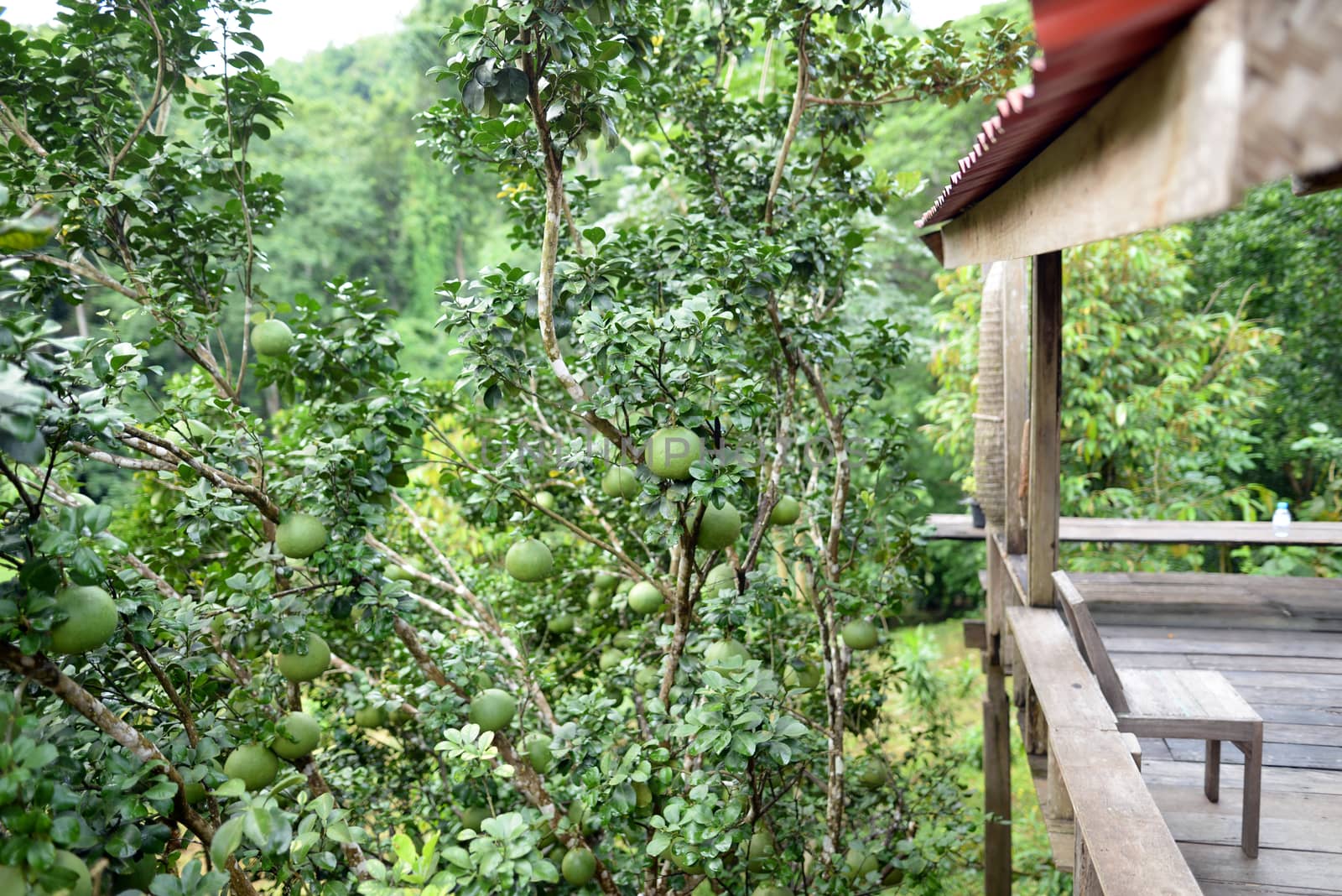 Pomelo garden next to the balcony by hellogiant