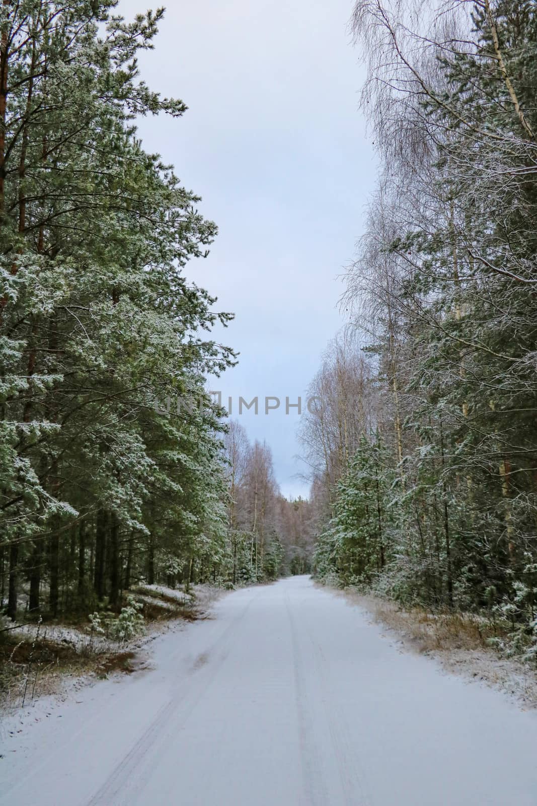 View of the snowy road in the forest