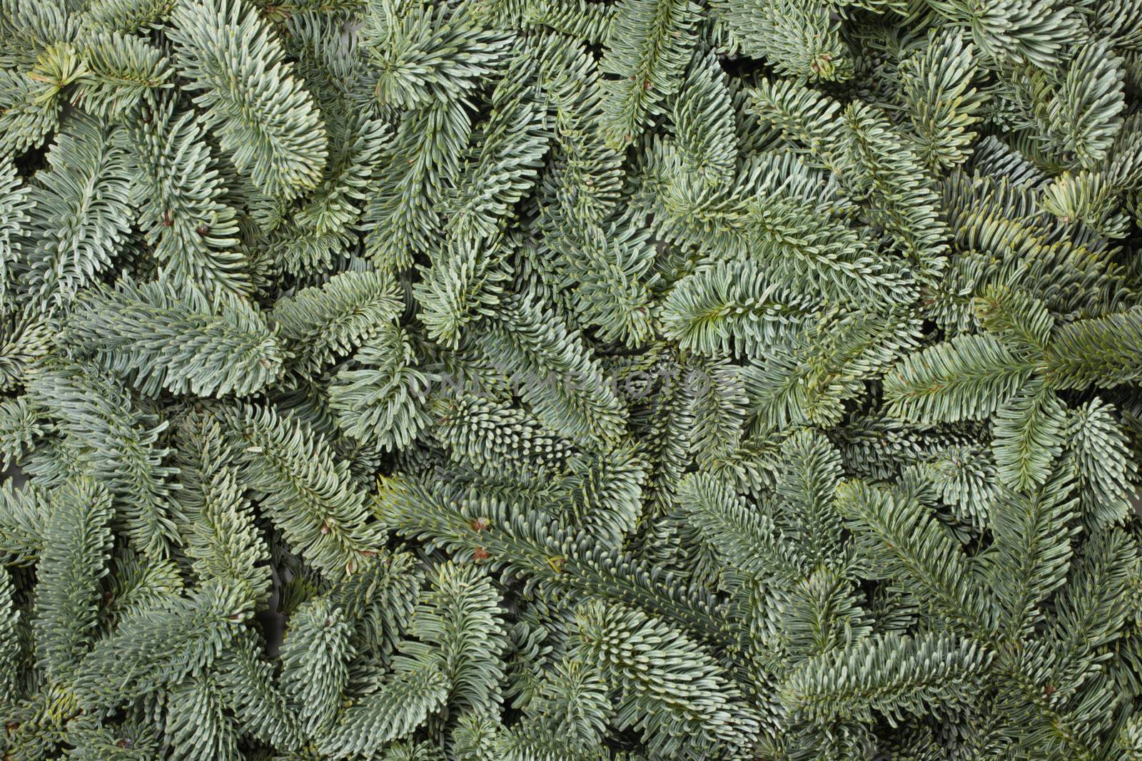 Noble fir tree branch christmas new year background close up