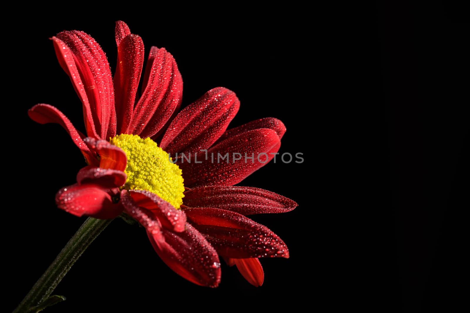 Pretty Flower closeup isolated on a black background