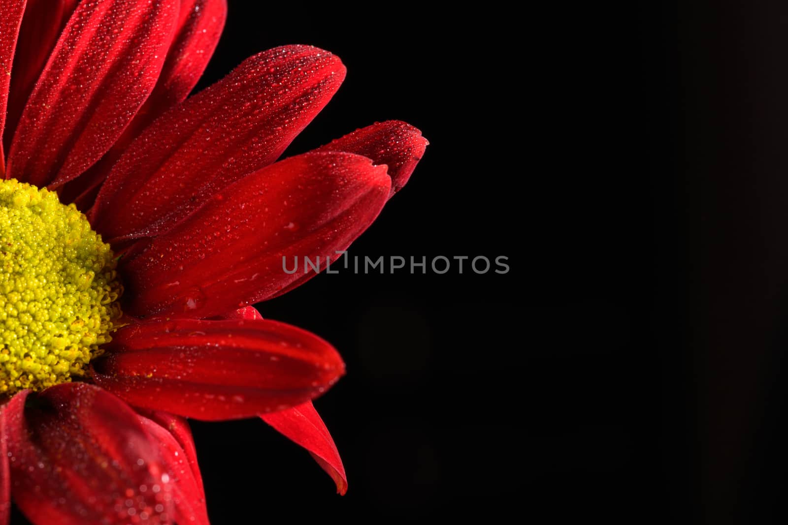 Flower isolated on a black background by andyperiam