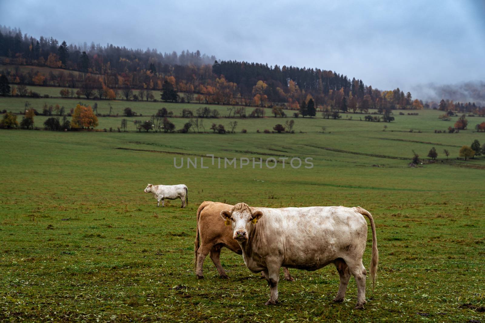 grazing bulls on pasture in autumn
