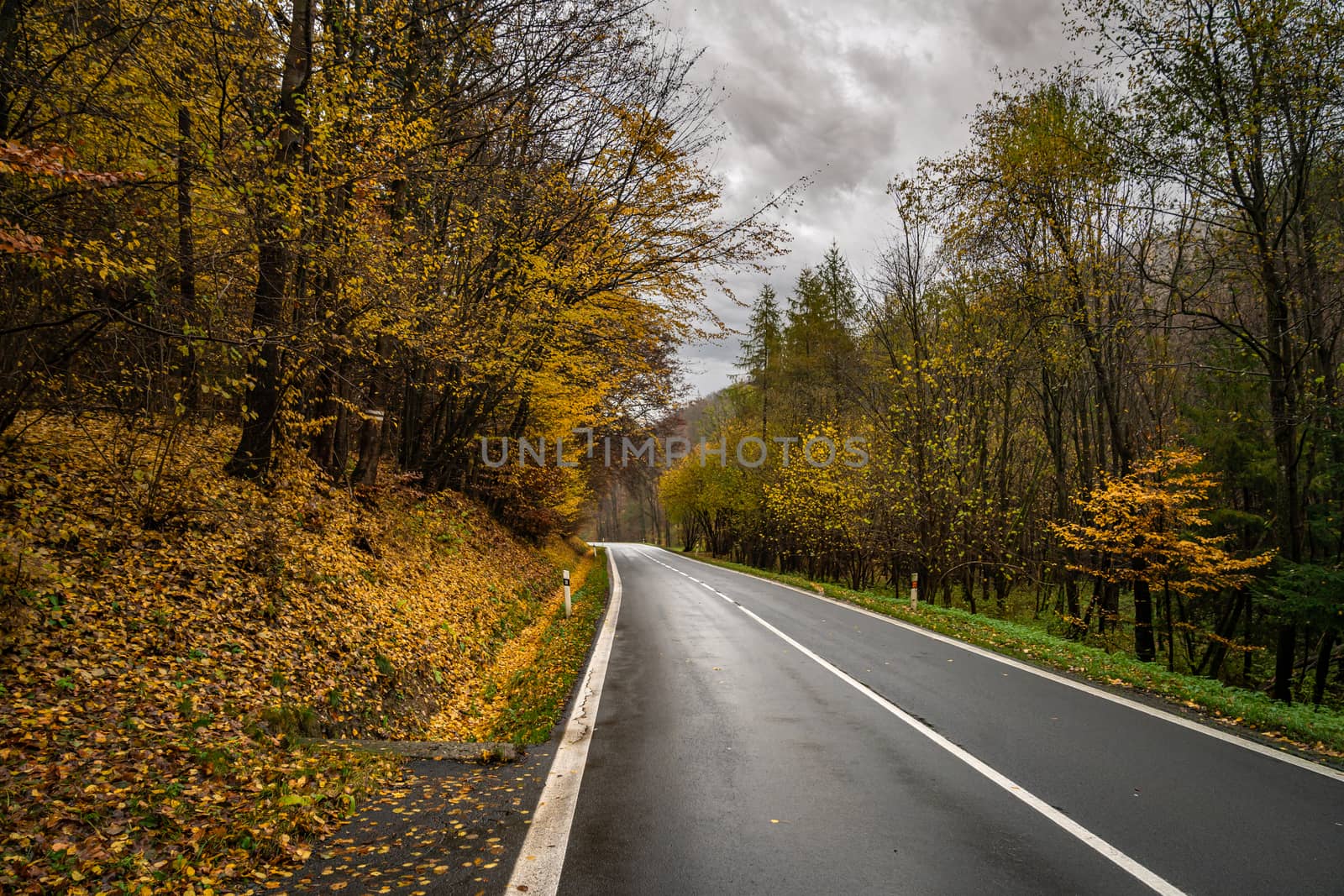 asphalt road in the autumn forest.
