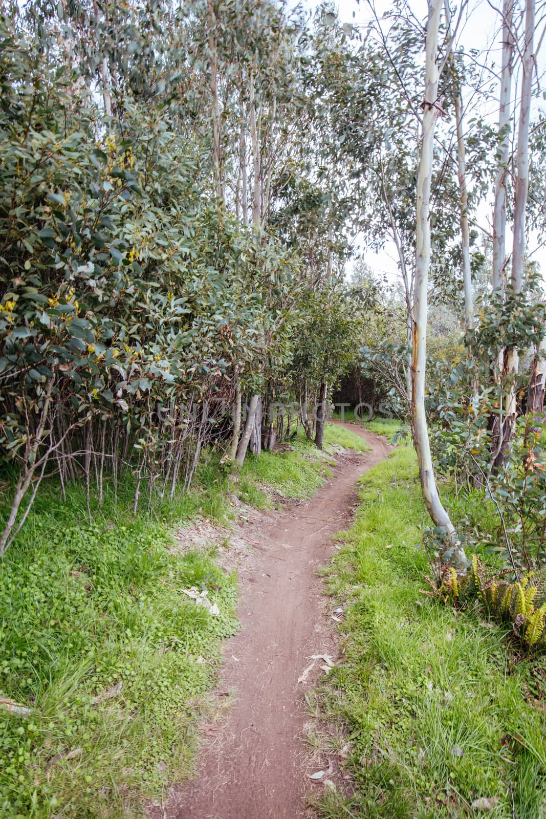 The popular Lake Mountain bike park with Cascades Trail near Marysville in Victoria, Australia