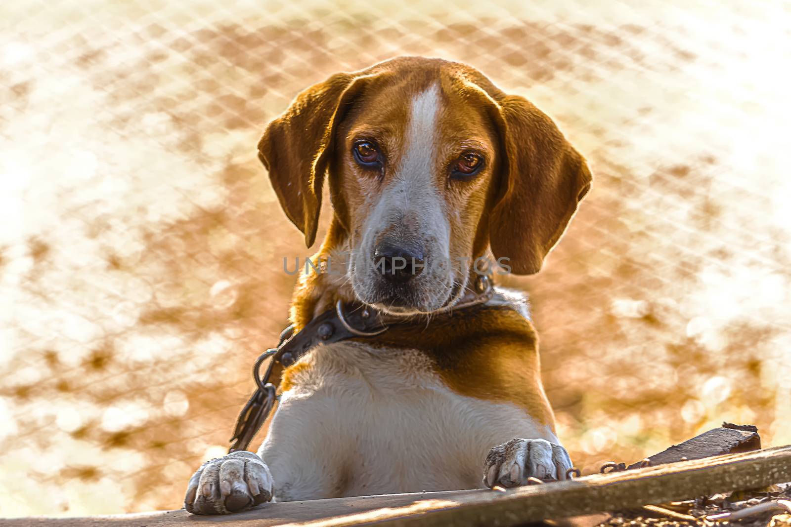 Estonian Hound dog outdoor portrait at cloudy day