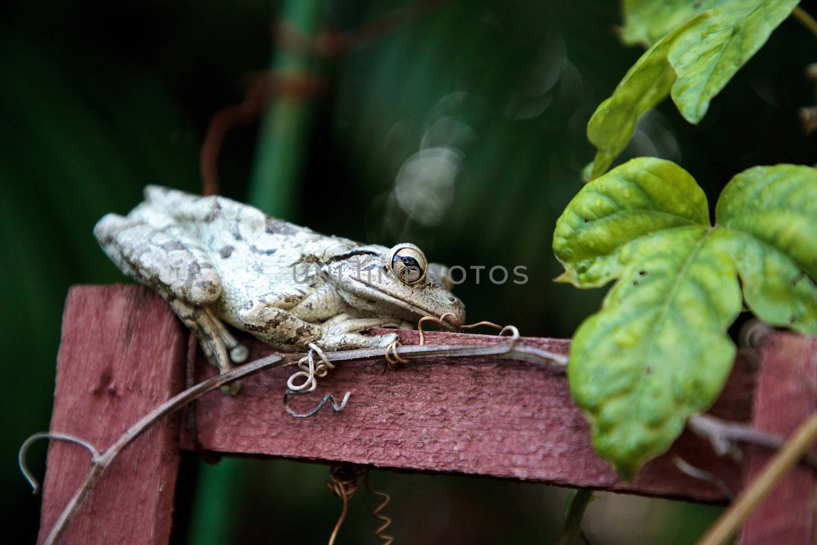 Cuban Tree Frog Osteopilus septentrionalis perches on a vine trellis in tropical Florida.