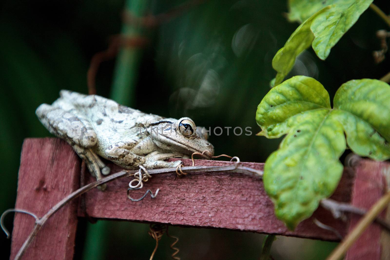 Cuban Tree Frog Osteopilus septentrionalis perches on a vine trellis in tropical Florida.