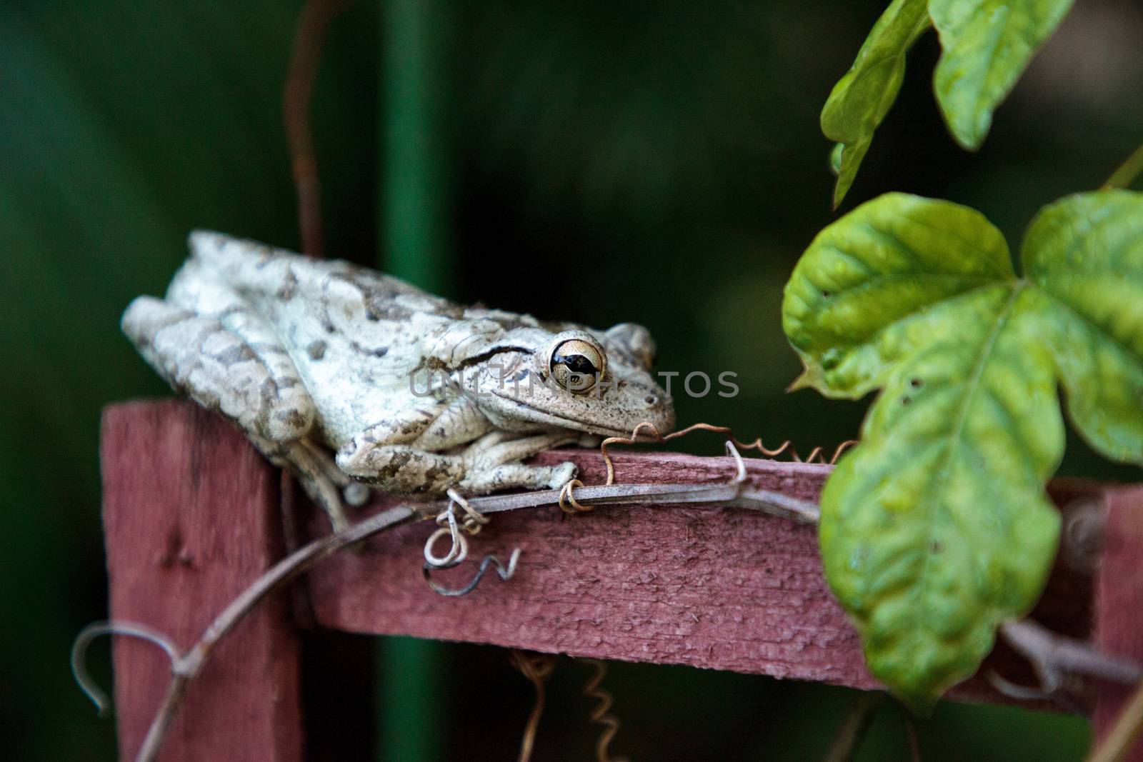 Cuban Tree Frog Osteopilus septentrionalis perches on a vine trellis in tropical Florida.