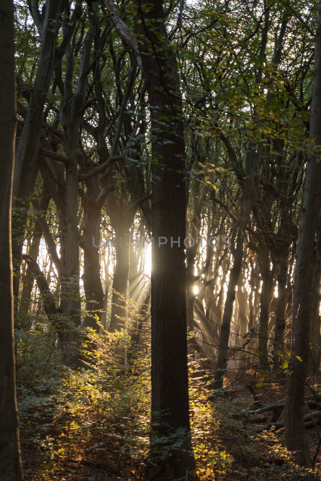 sun rays in the forest during sunset