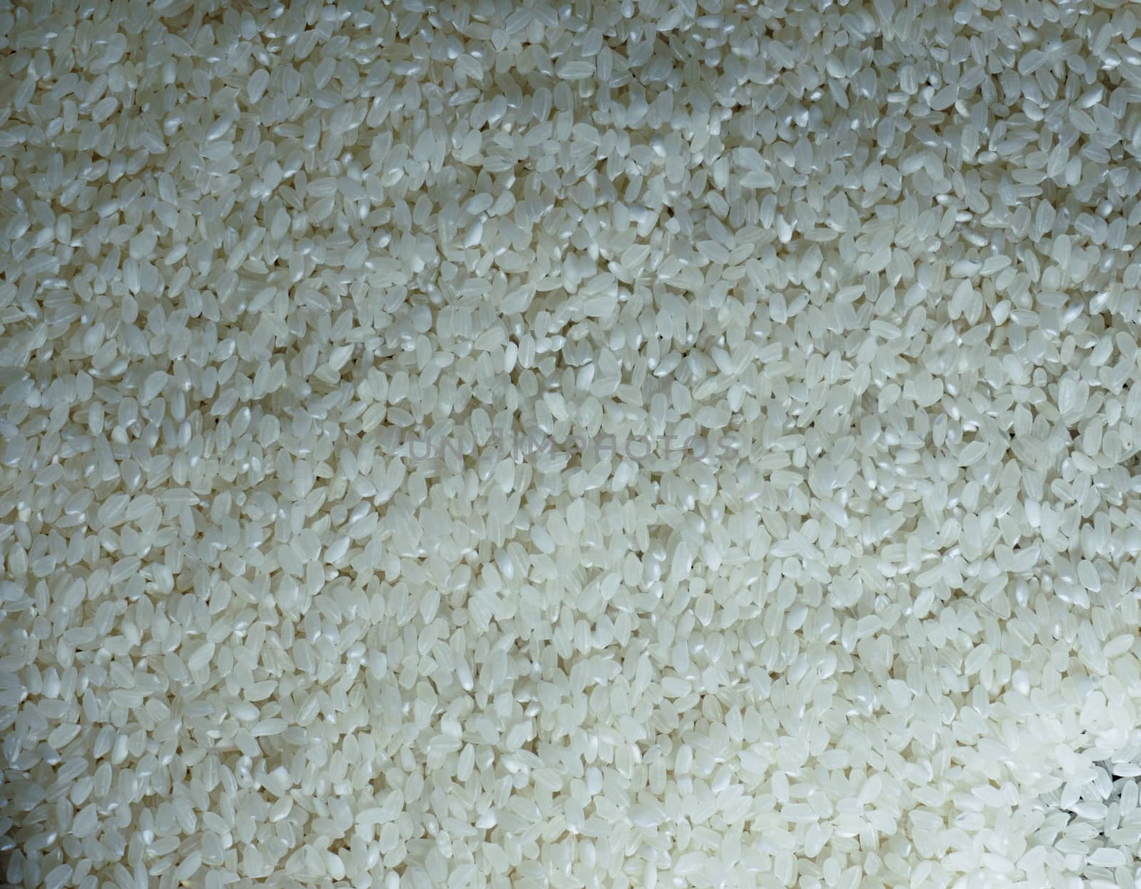 White round grain close up rice full frame background. Indian Japanese Chinese cuisine ingredients