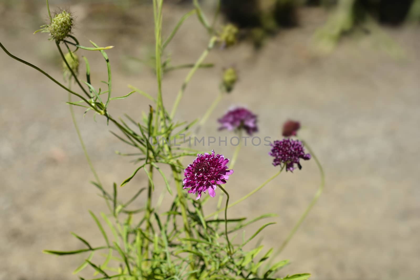 Pincushion flower Beaujolais Bonnets - Latin name - Scabiosa atropurpurea Beaujolais Bonnets