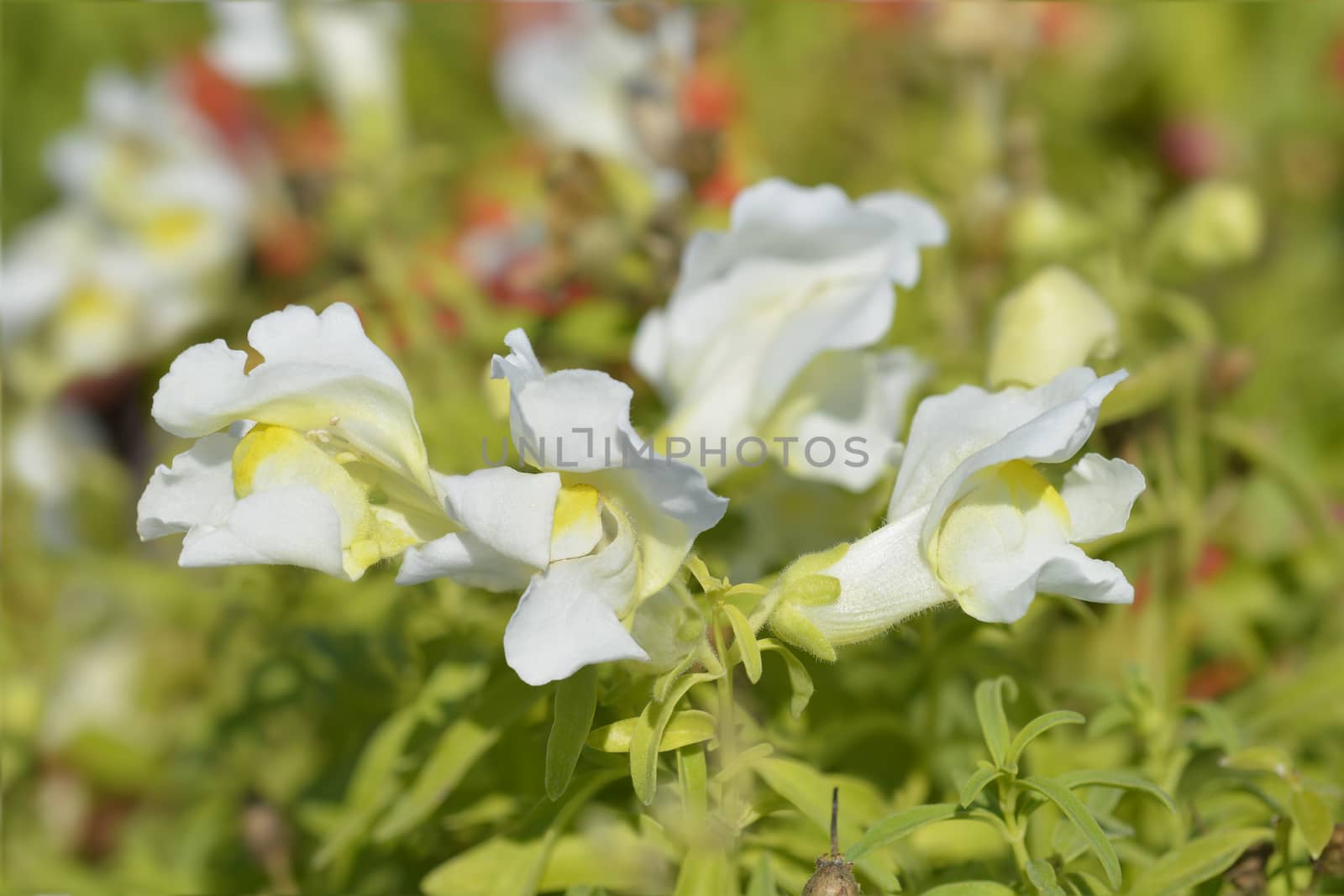 Snapdragon white flowers - Latin name - Antirrhinum majus