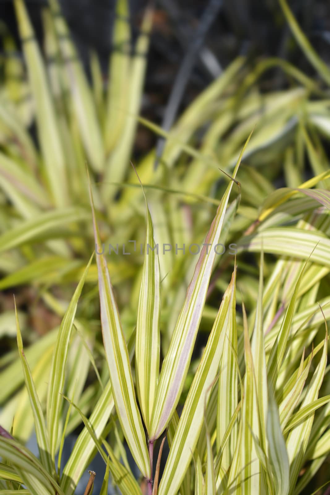 Hakone grass Aureola - Latin name - Hakonechloa macra Aureola