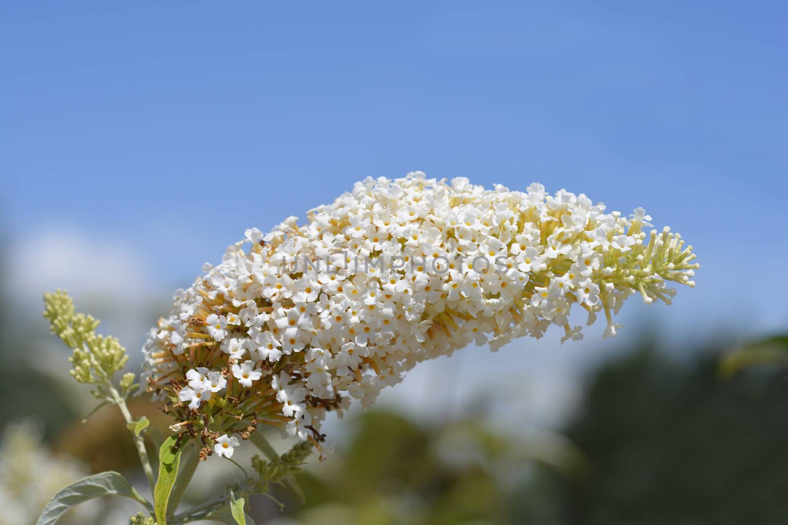 Summer lilac white flower - Latin name - Buddleja davidii 