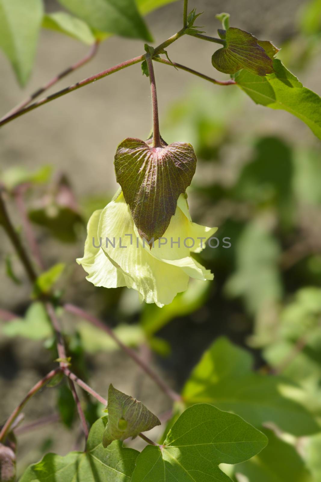 Levant cotton leaves and flower - Latin name - Gossypium herbaceum